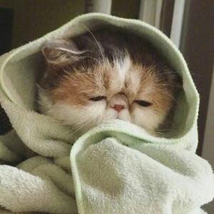 猜不透