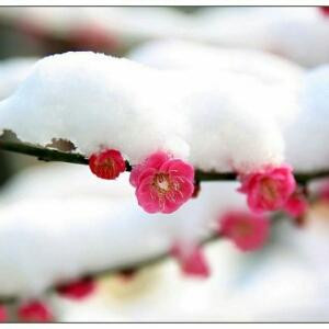 雪中梅