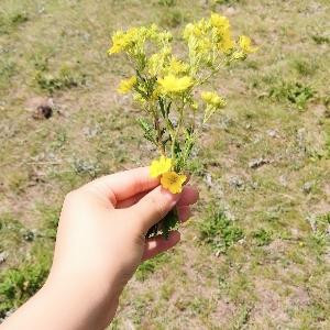 一念倾心