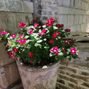 簪笏盈庭，花柔玉淨，捧觴別有