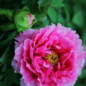 芙蓉