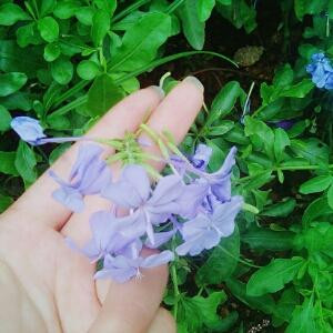 欣