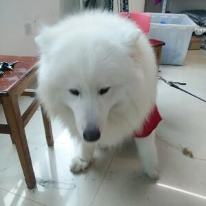 冰燕