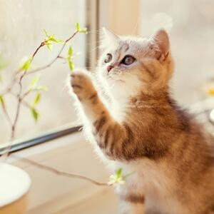 爱读书的小倪子