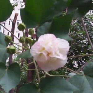雪芙蓉