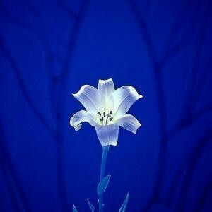 嘴角残留的微笑