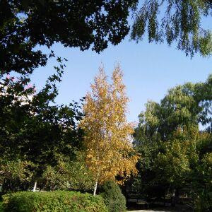 风清云淡