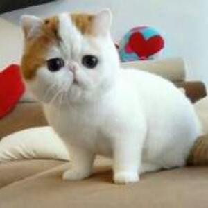 猫猫咪