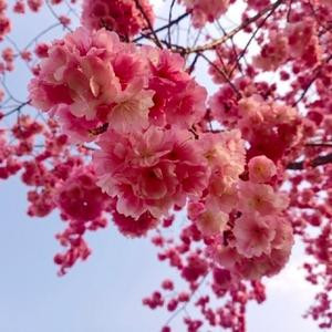 土狗