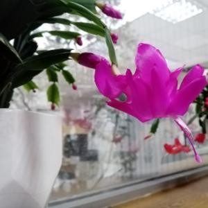 雨茹妈妈