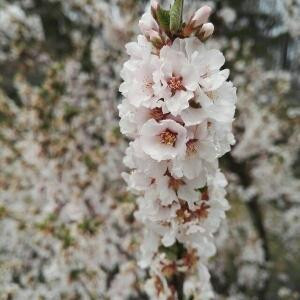 爱吃棉花糖