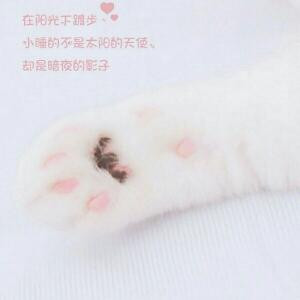 W小猫