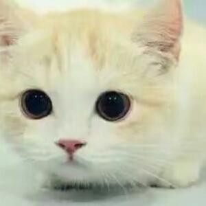 猫薄荷