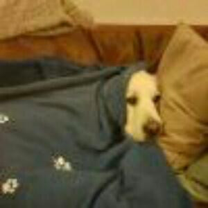 不写书评好孩子