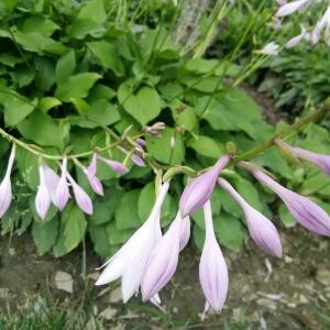 握了棵草