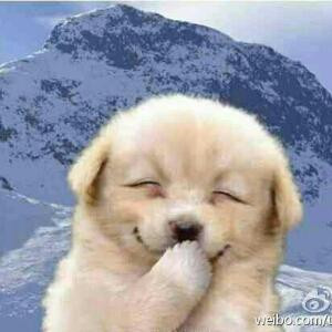沙鹰隼