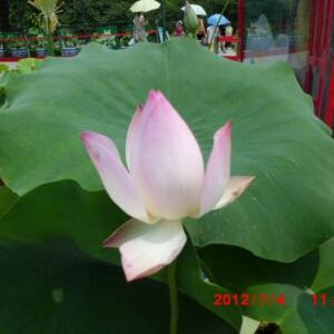 么茶