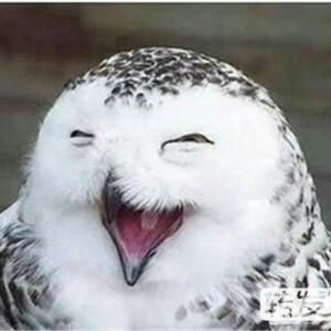 猫头鹰