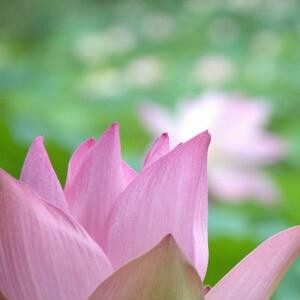 横看成岭竖成峰