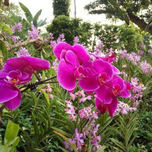 银莲花语