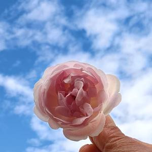 我心向阳