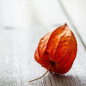 紫菜