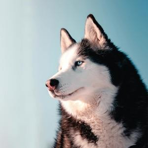 Alpha