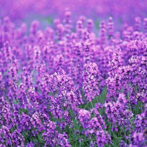 媛哥陪你打天下