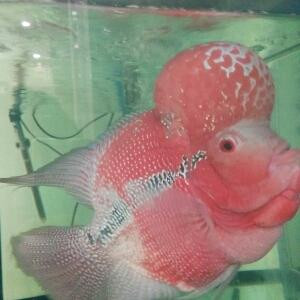 坑B往死里骂
