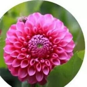 人生若只如初见