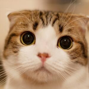 小猫