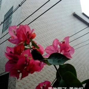 梨涡浅笑