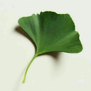 晓风禅月