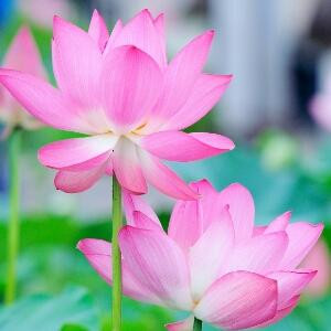阳春三月