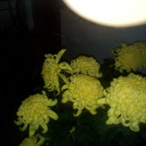 iwn915625333