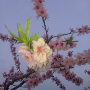 太阳花