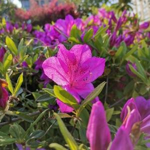 菲戈