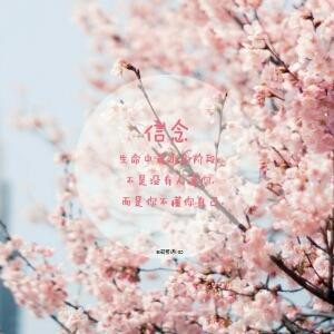 樱花雨