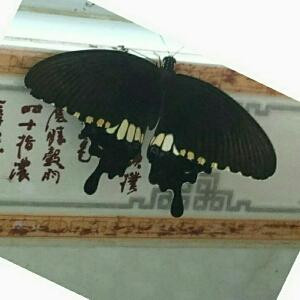 海绵宝宝