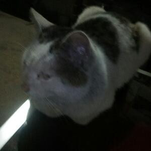 猫宣