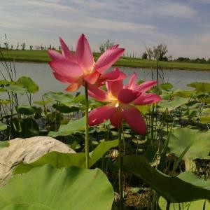 明天