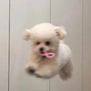 白憨憨