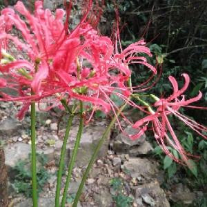 朝花朝拾