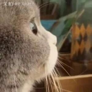 琳琅陌上花