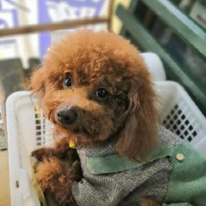 小灏子