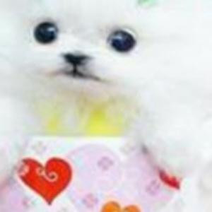狐独