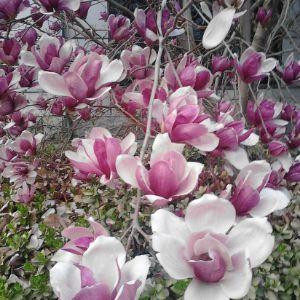 花蕊