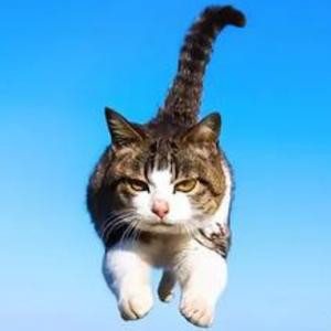 风柳小羽龙九狸