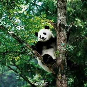 爱学习的熊猫