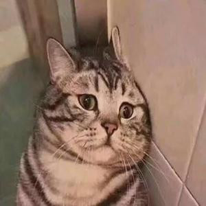 陈了